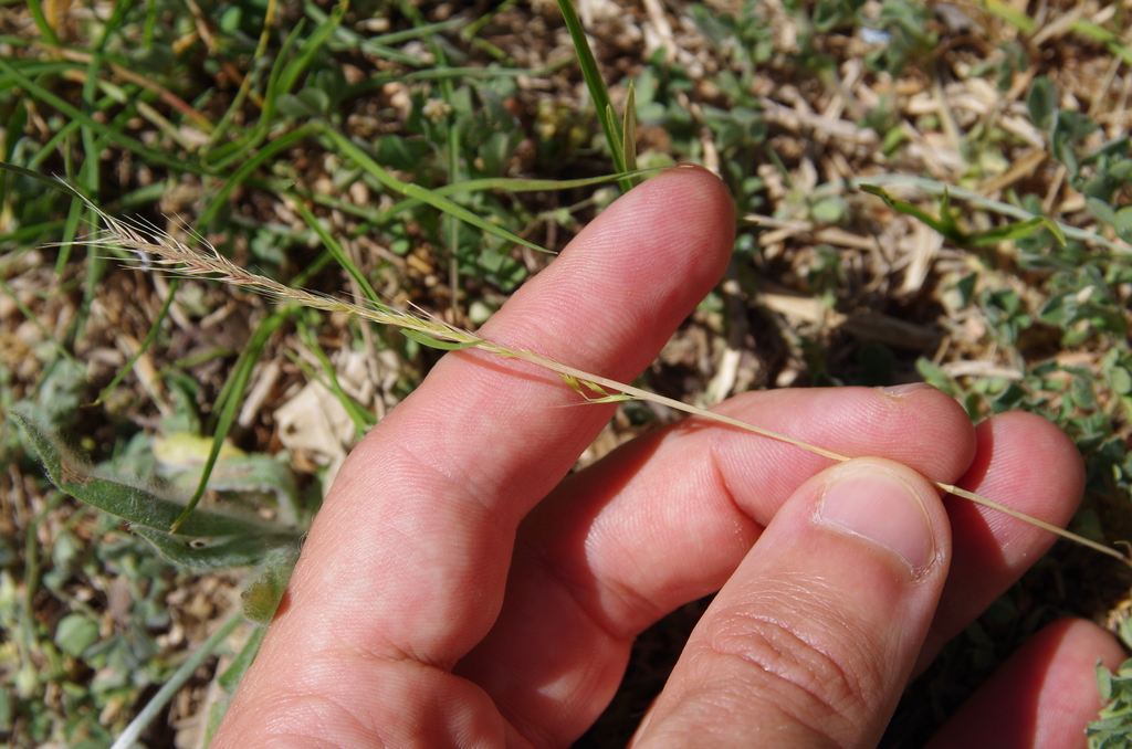 Festuca sciurea