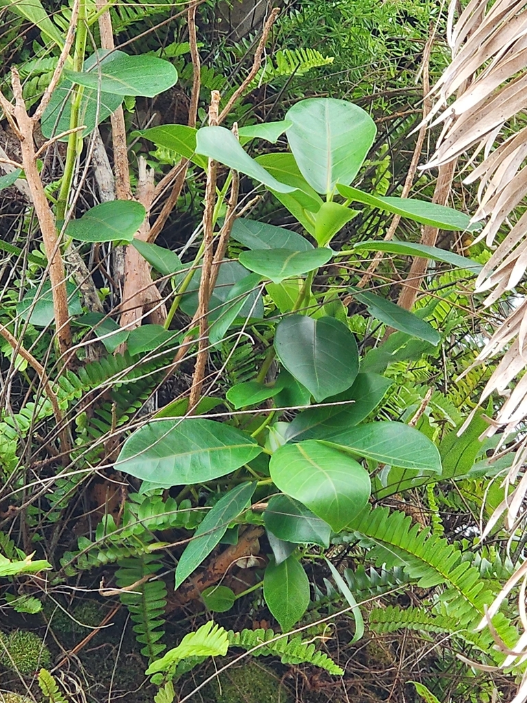Ficus aurea
