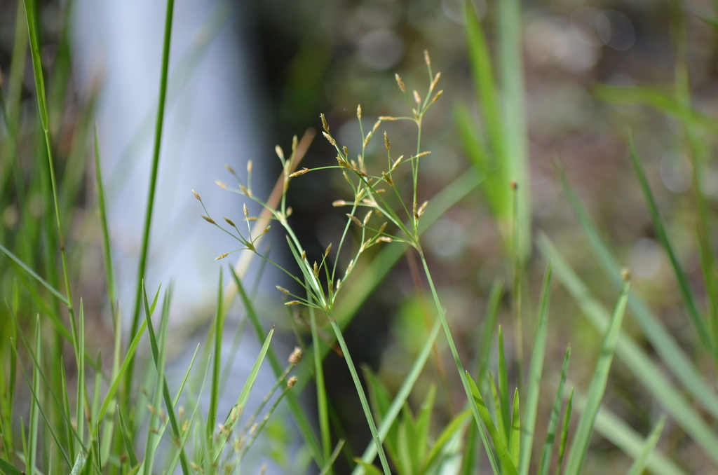 Fimbristylis autumnalis