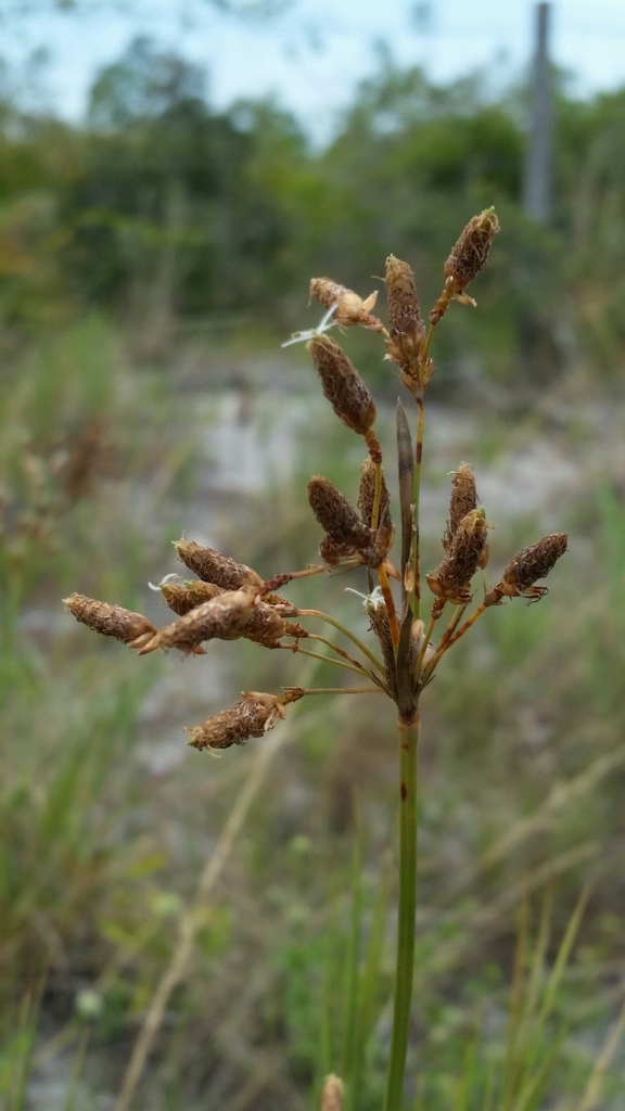 Fimbristylis caroliniana