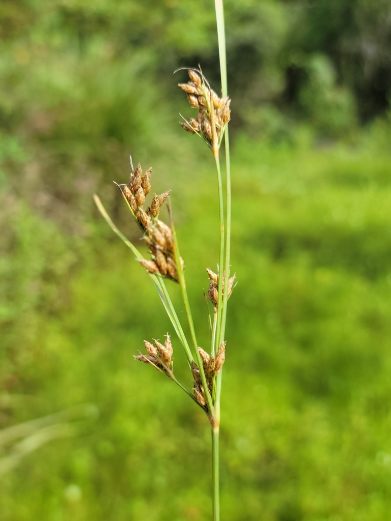 Fimbristylis dichotoma
