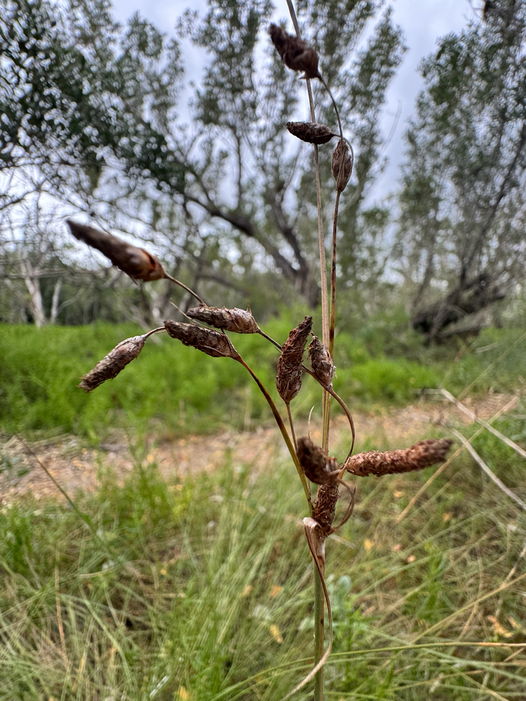 Fimbristylis spadicea