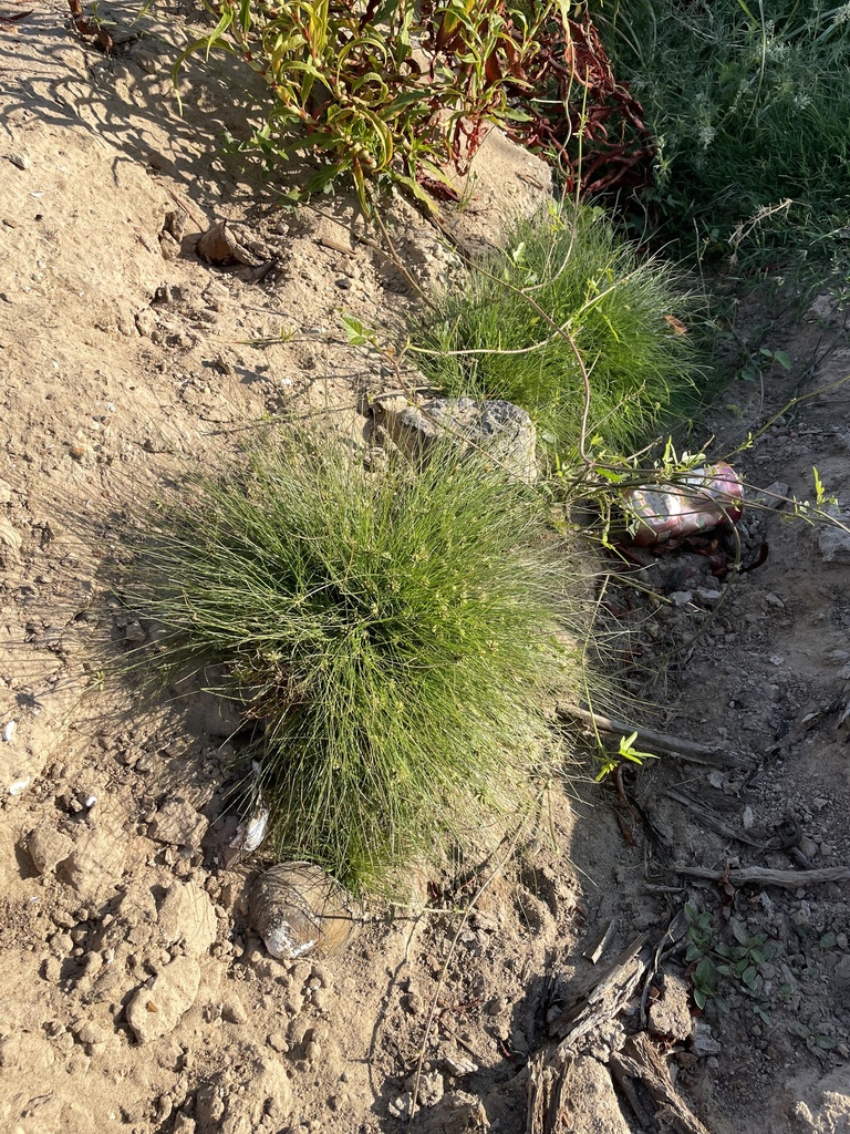 Fimbristylis vahlii