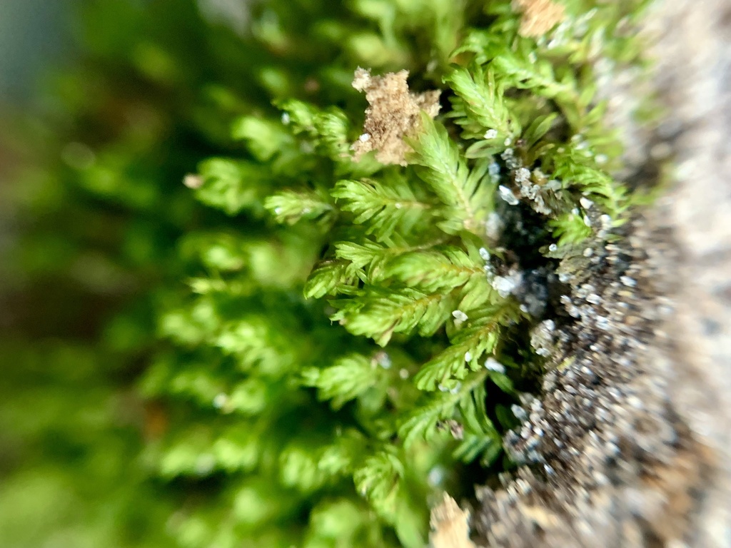 Fissidens bryoides