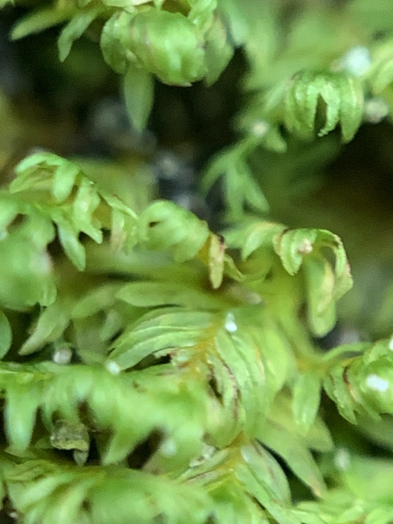 Fissidens dubius