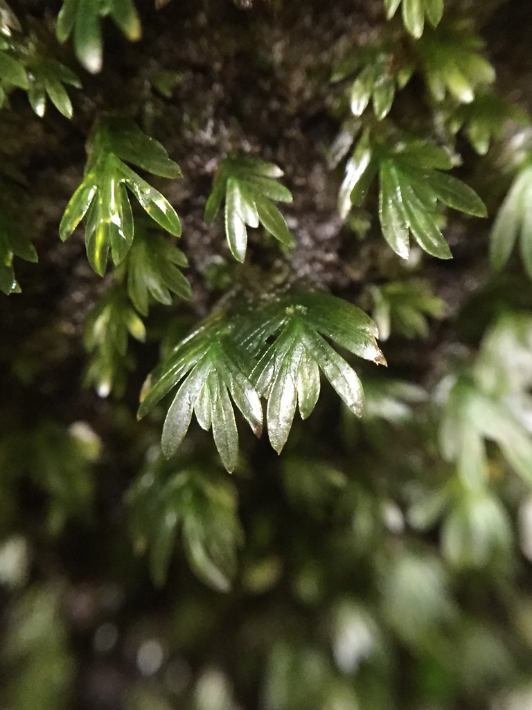 Fissidens pellucidus