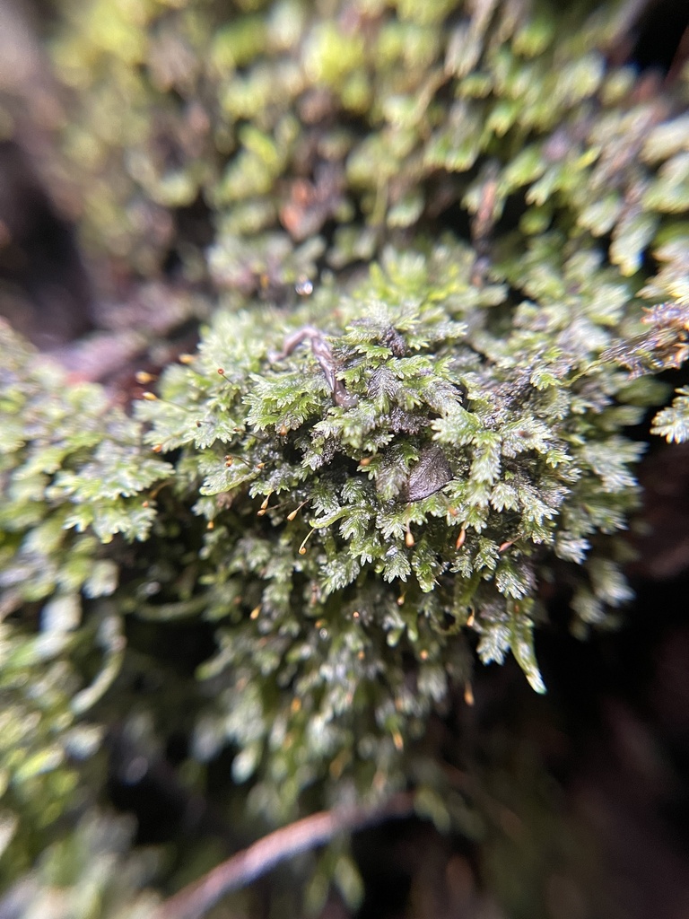 Fissidens polypodioides