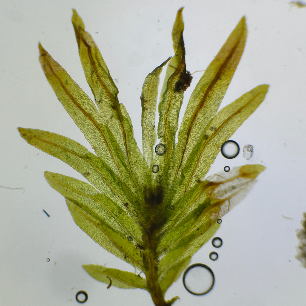 Fissidens serratus