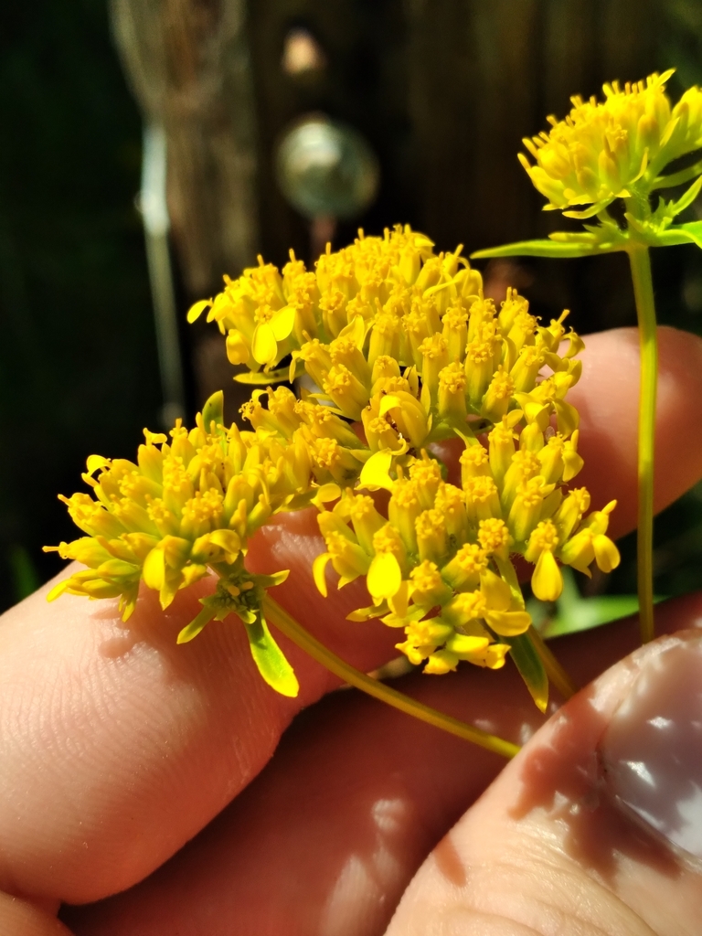 Flaveria floridana