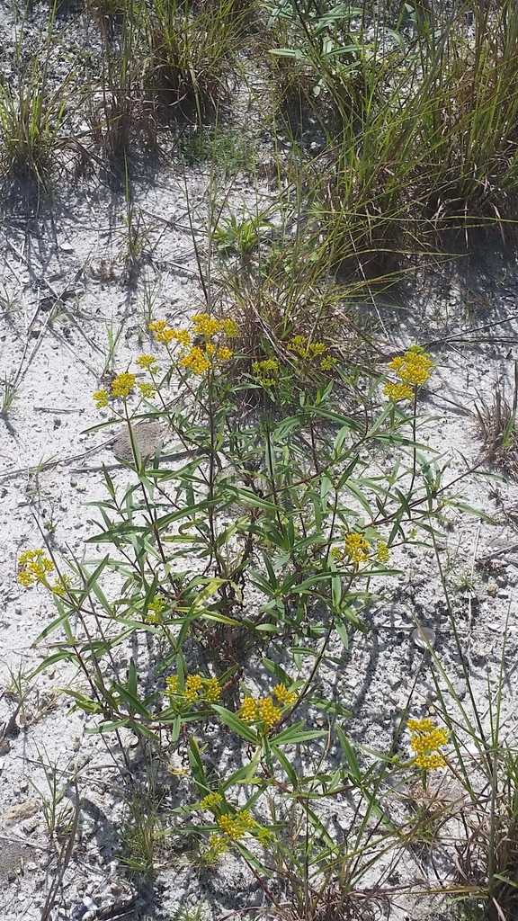 Flaveria linearis
