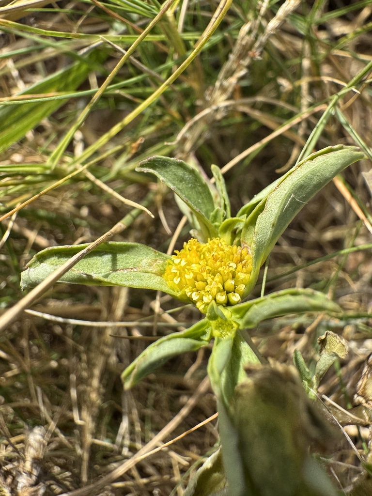 Flaveria trinervia