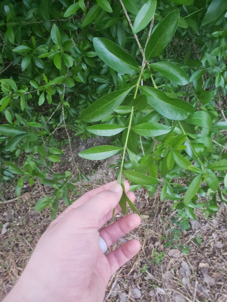 Forestiera segregata
