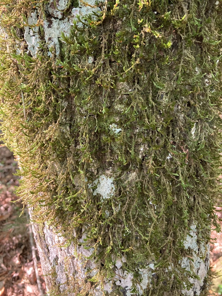 Forsstroemia trichomitria