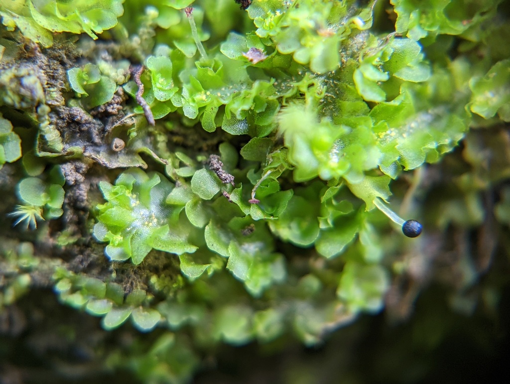 Fossombronia porphyrorhiza