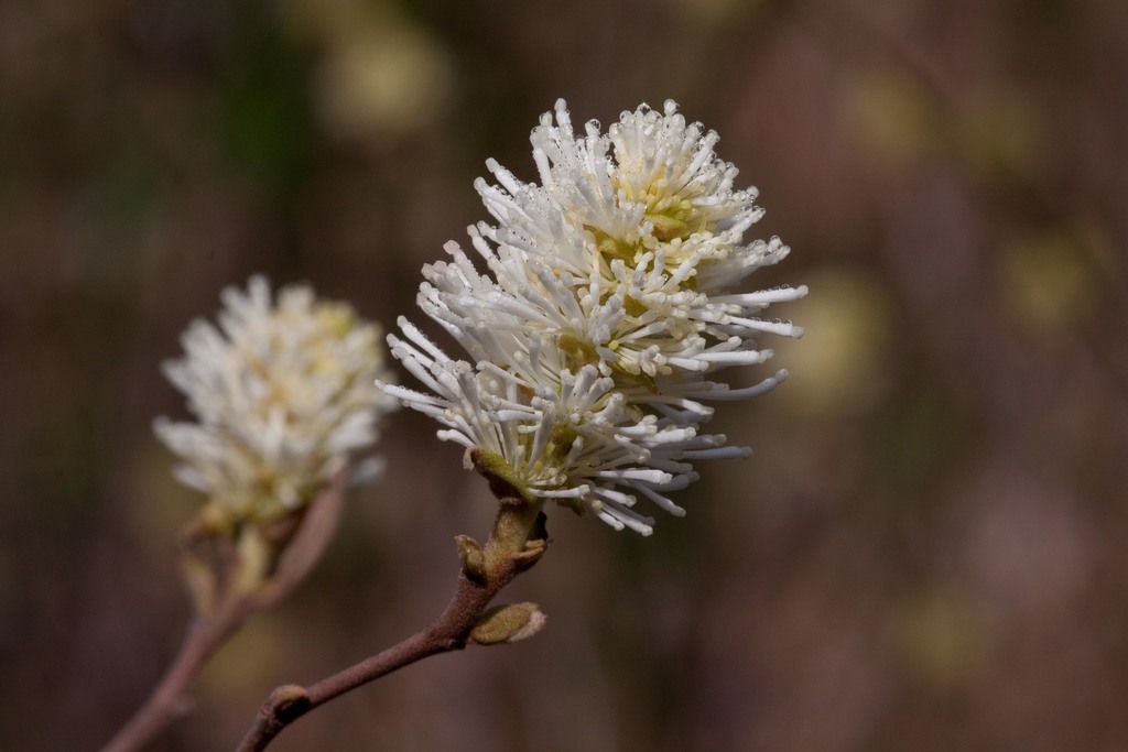 Fothergilla milleri