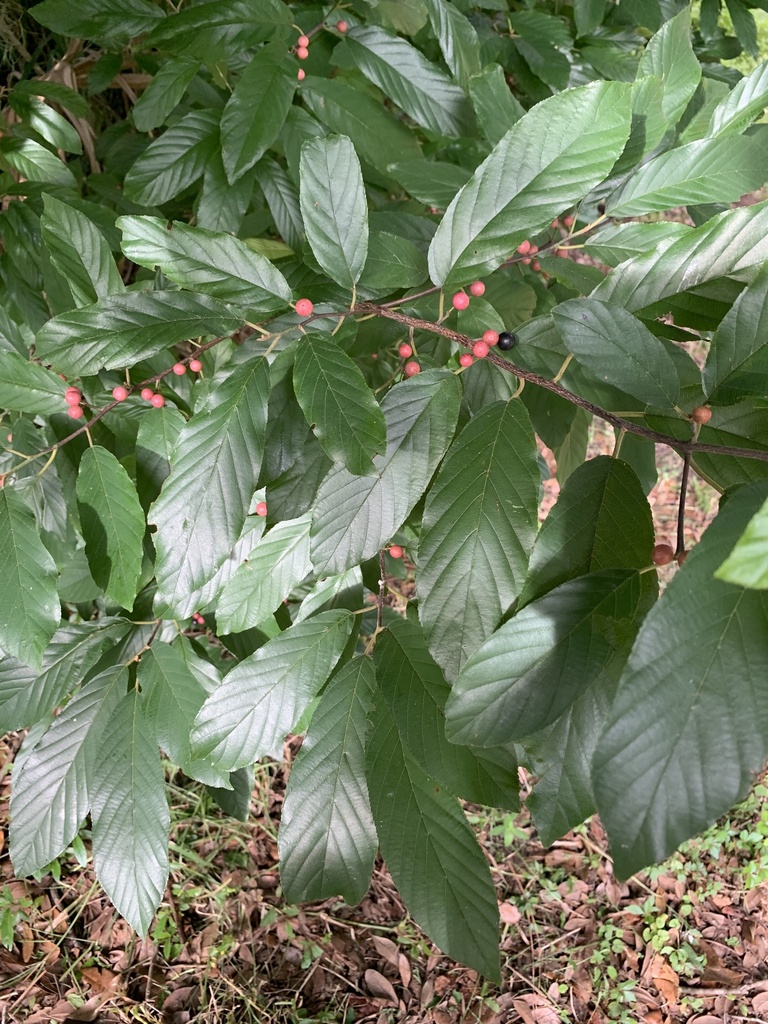 Frangula caroliniana