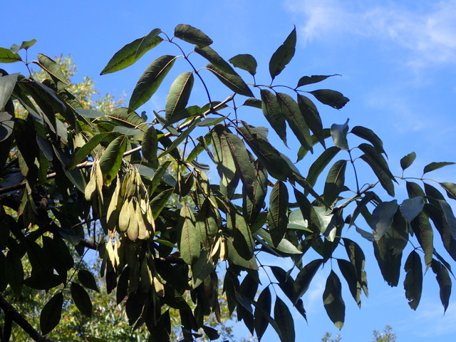 Fraxinus americana