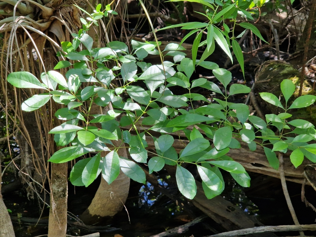 Fraxinus caroliniana