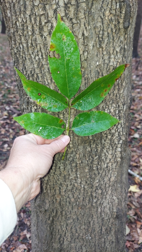 Fraxinus pennsylvanica