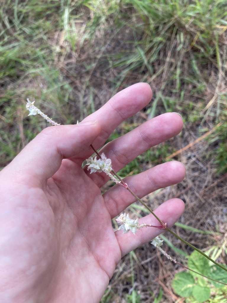 Froelichia floridana