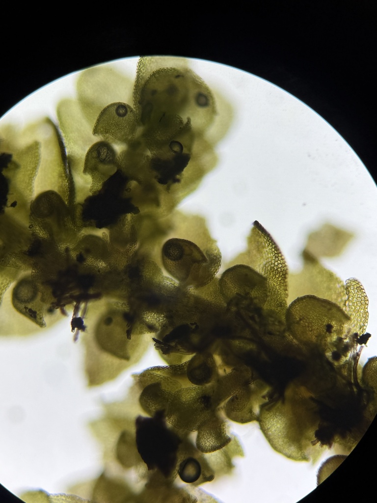Frullania brittoniae