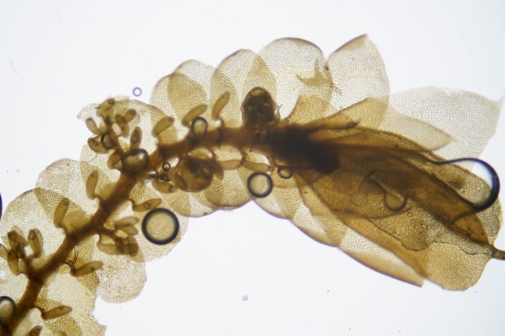 Frullania caulisequa