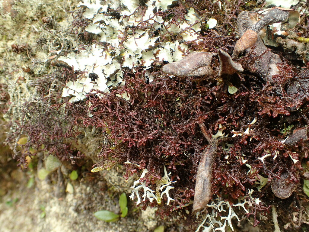 Frullania compacta