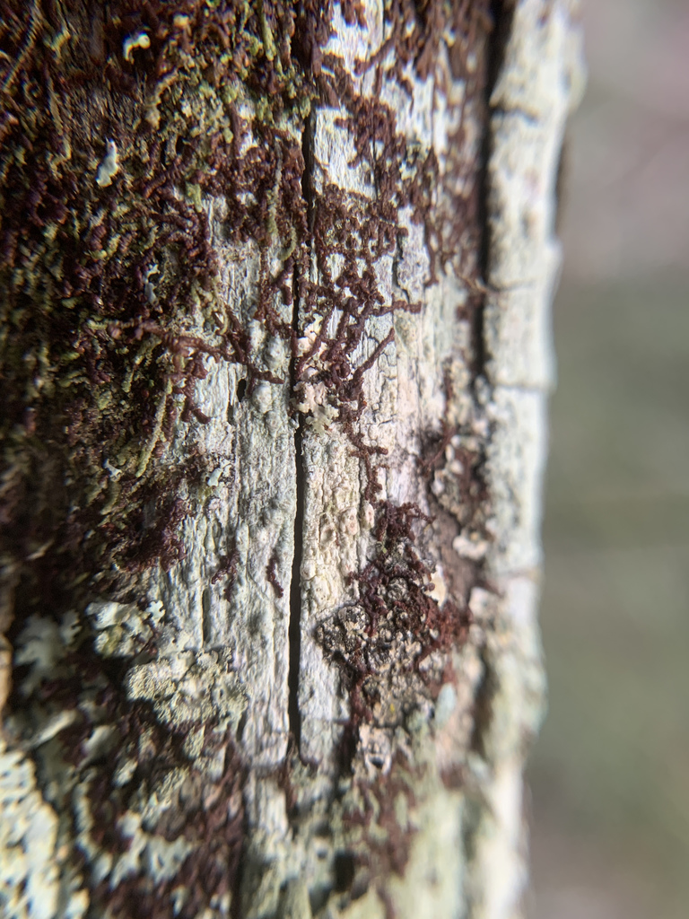 Frullania donellii