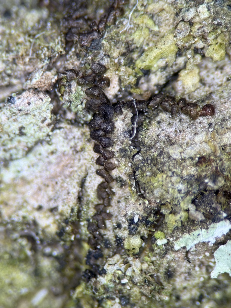 Frullania eboracensis subsp. virginica