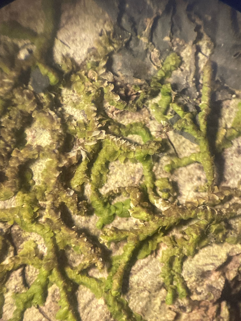 Frullania ericoides