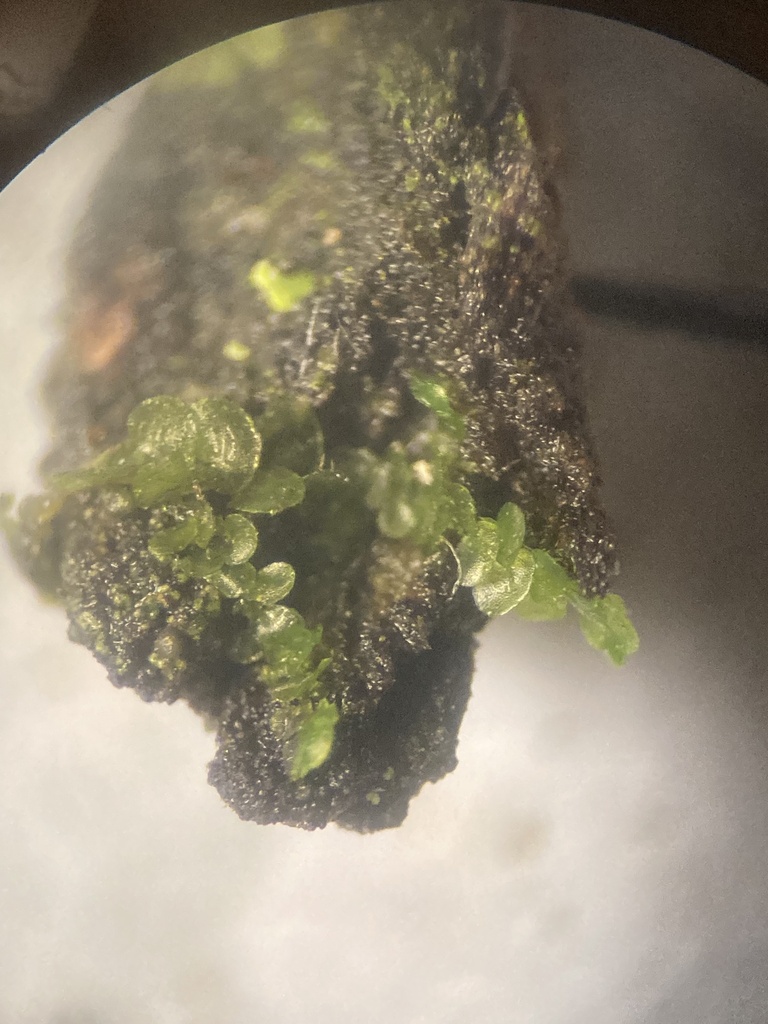 Frullania inflata