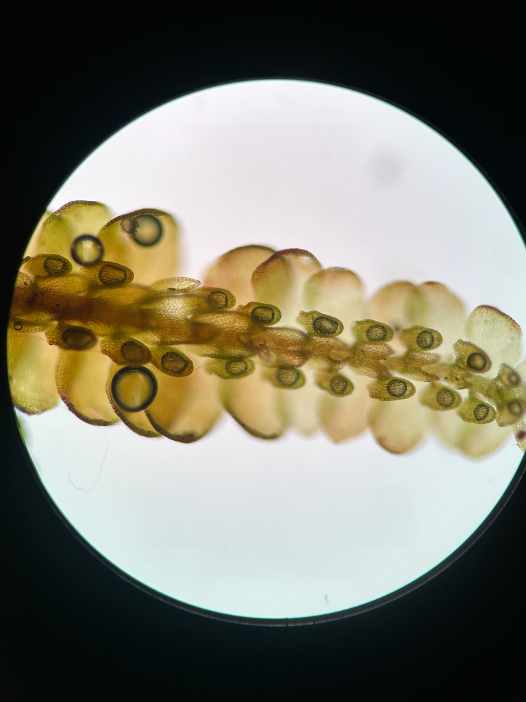 Frullania intumescens