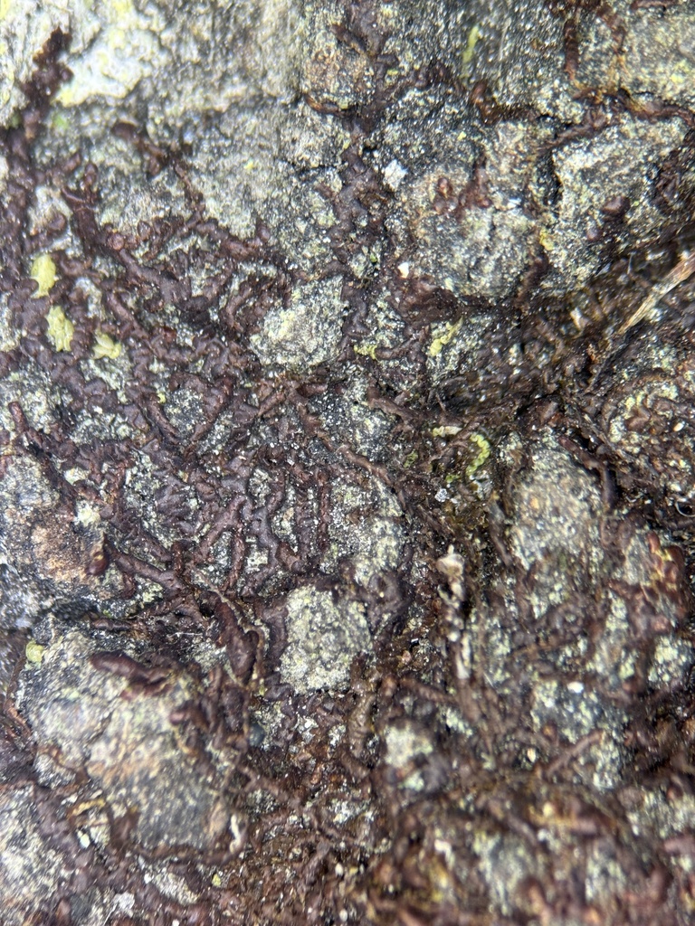 Frullania kunzei