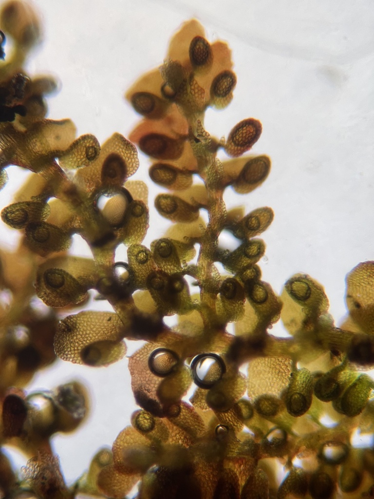 Frullania taxodiocola