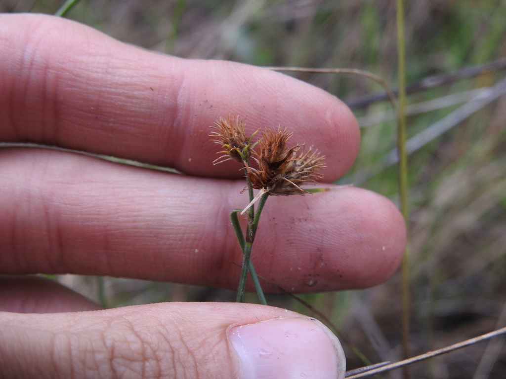 Fuirena breviseta