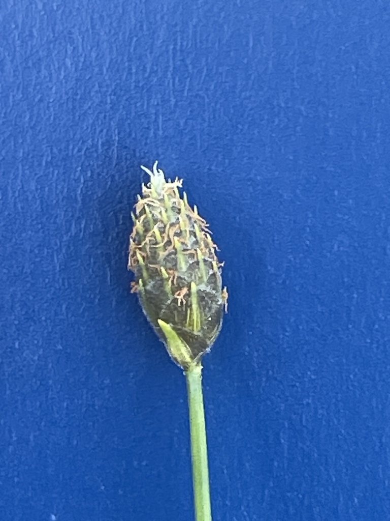 Fuirena scirpoidea
