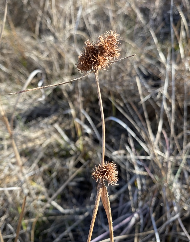 Fuirena squarrosa