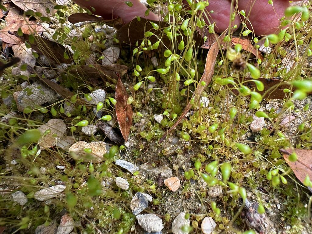 Funaria flavicans