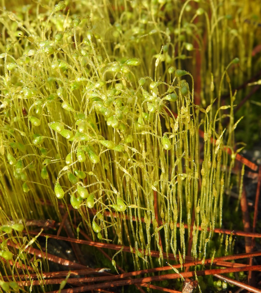 Funaria hygrometrica