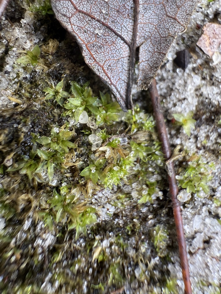 Funaria serrata