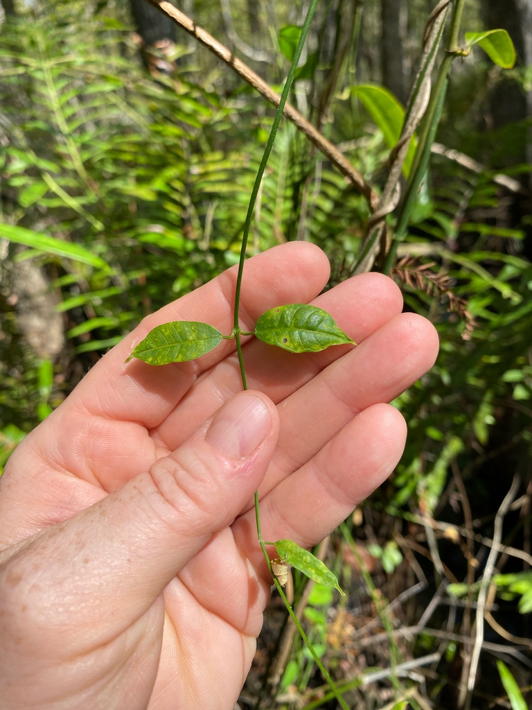 Funastrum clausum