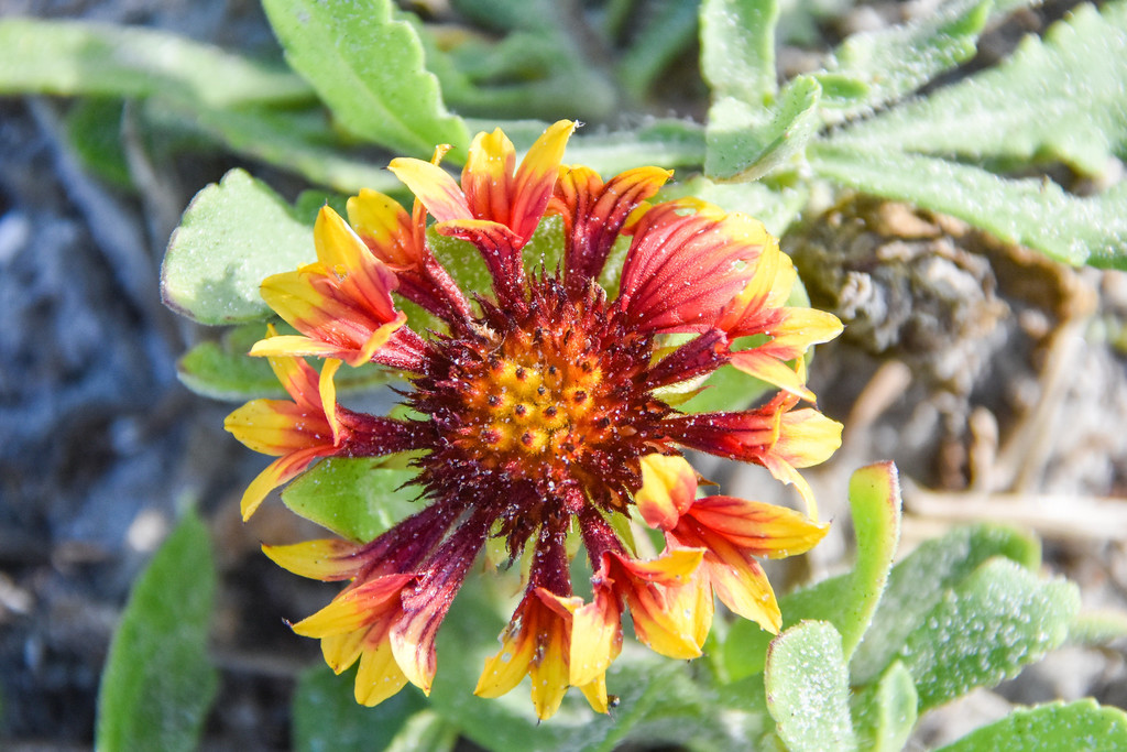 Gaillardia aestivalis