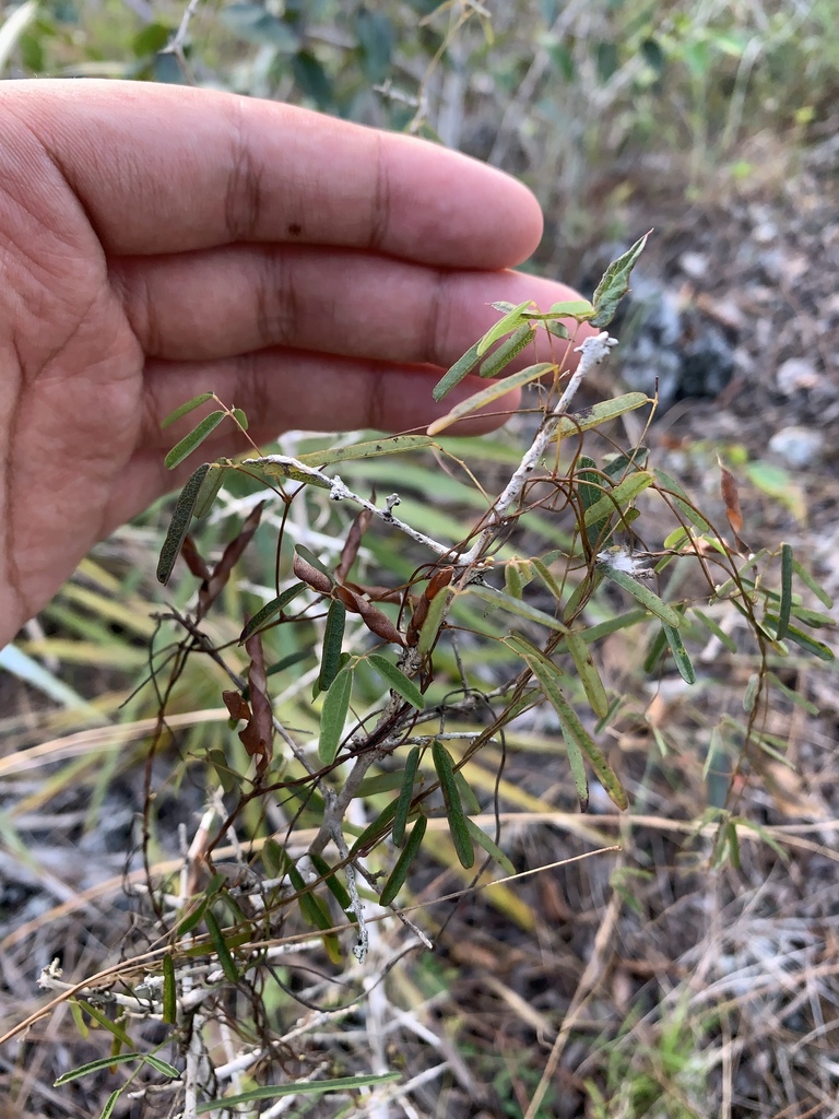 Galactia austrofloridensis