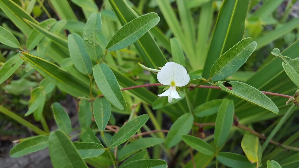 Galactia elliottii