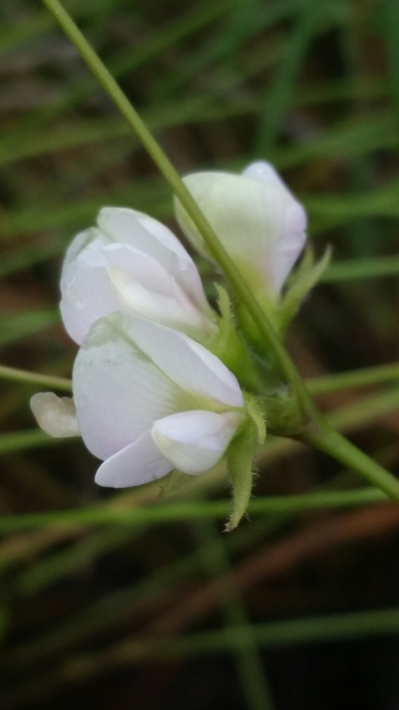 Galactia erecta
