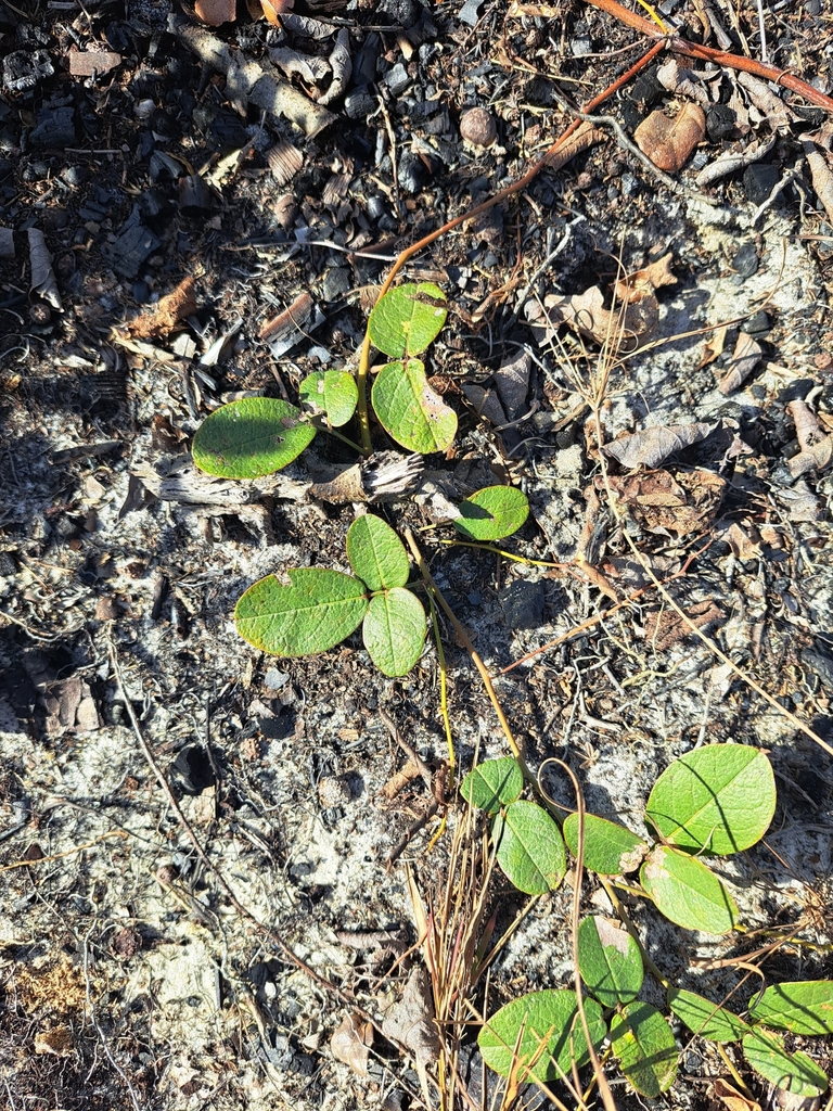 Galactia floridana