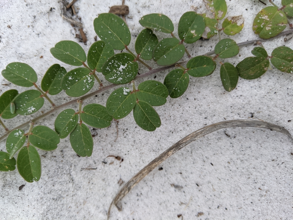 Galactia minor