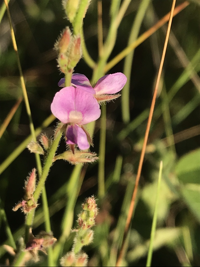 Galactia mollis
