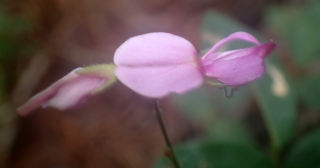 Galactia regularis
