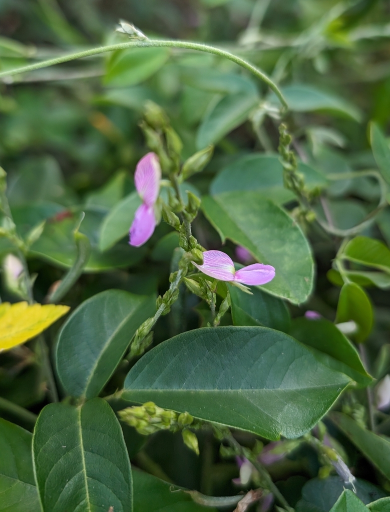 Galactia striata